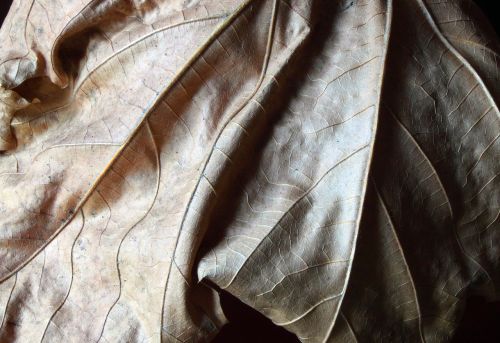 leaf dry nature