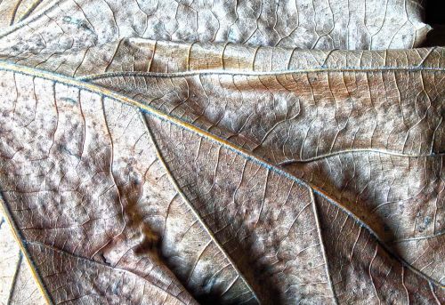 leaf dry autumn
