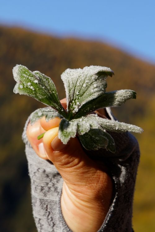 leaf ripe frost