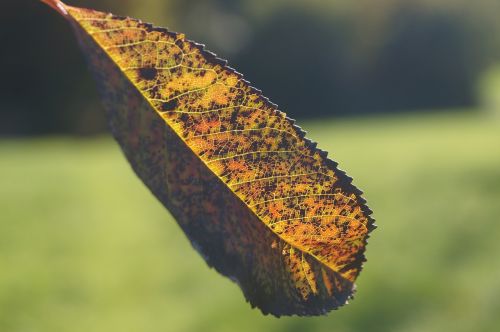 leaf leaves autumn