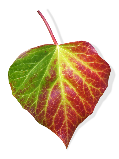 leaf ivy transparent background