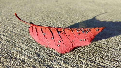 leaf fall red