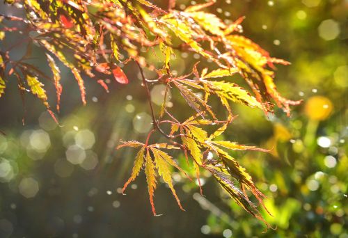 leaf autumn maple