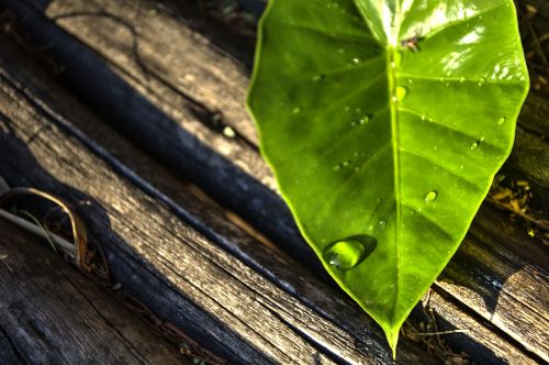 leaf water drop green