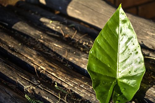 leaf wood nature