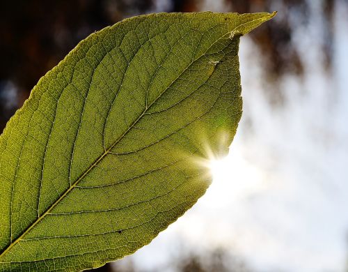 leaf close back light