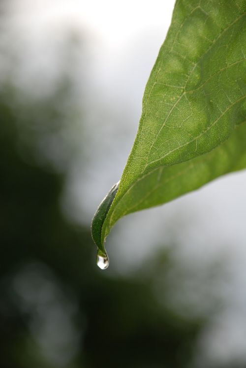 leaf plant water drops