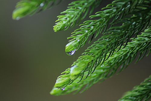 leaf rain nature