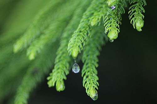 leaf rain nature