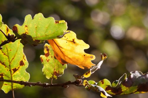 leaf oak leaf leaves