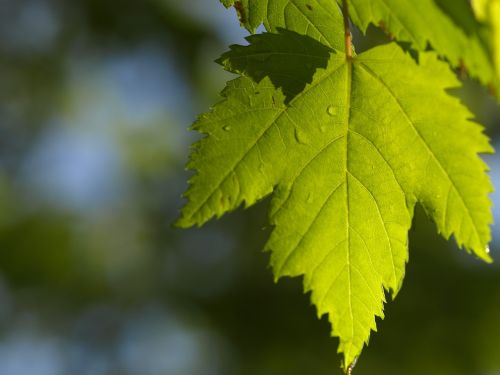 leaf maple sun