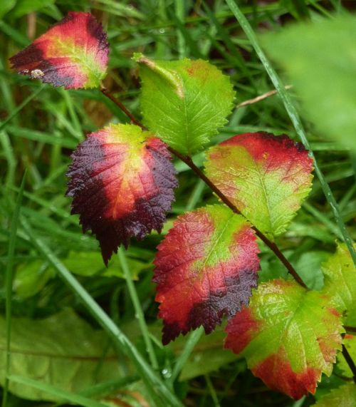 leaf fall colors