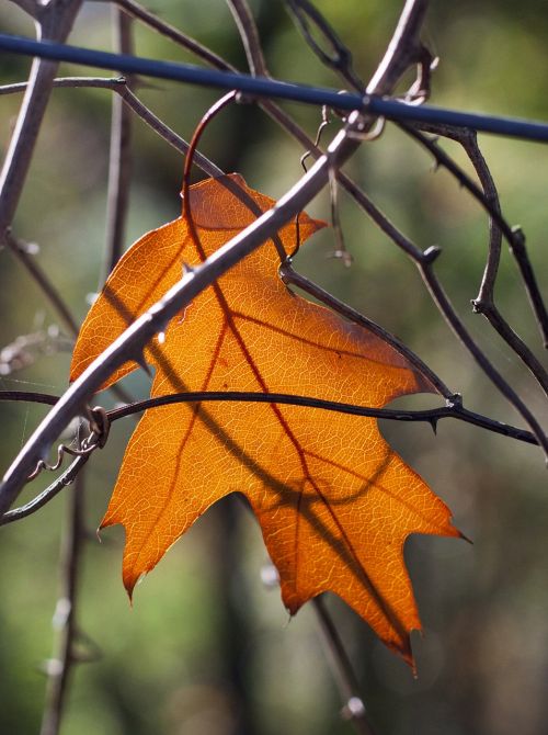 leaf oak autumn