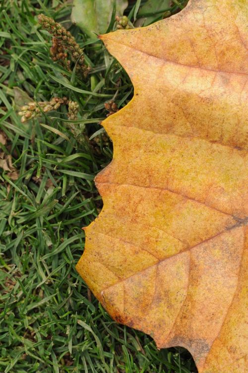 leaf leaves tree