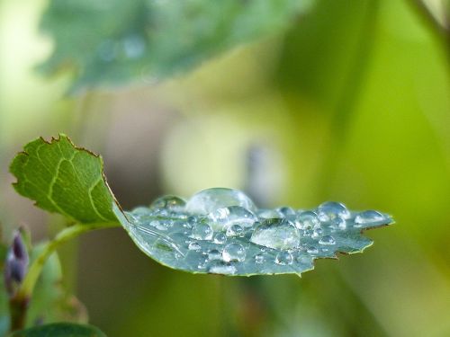 leaf shrub bush