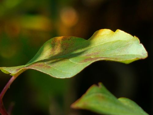 leaf green leaf natural