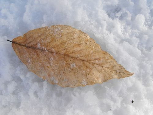 leaf snow ice