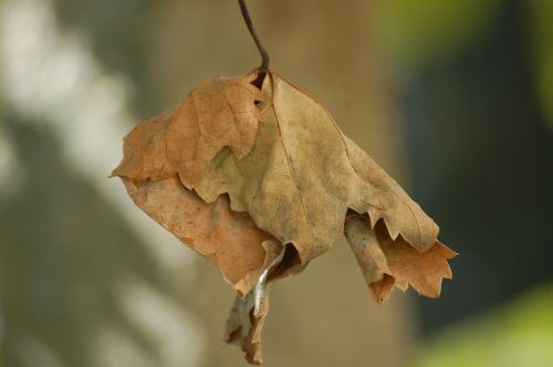 leaf autumn dried leaves