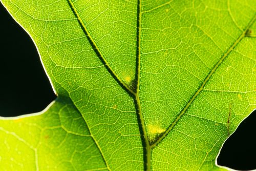 leaf macro nature