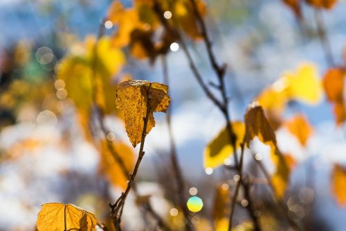 leaf winter golden