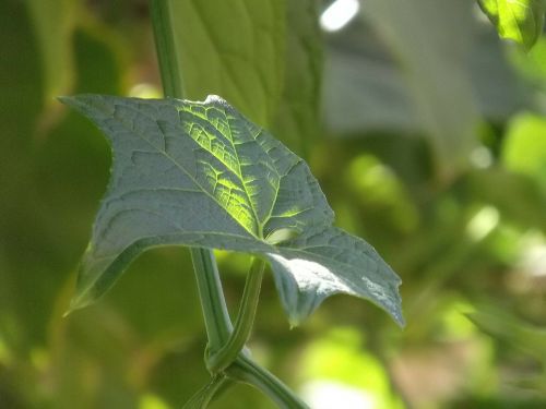 leaf plant chayote