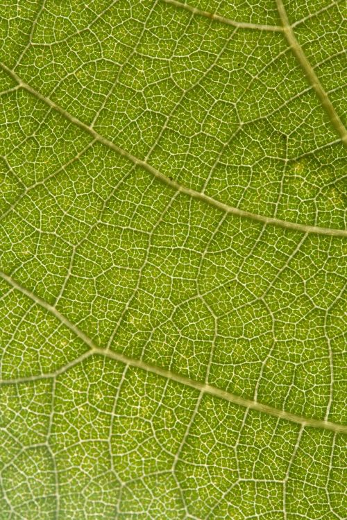 leaf grapes nature