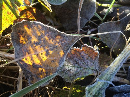 leaf frost autumn