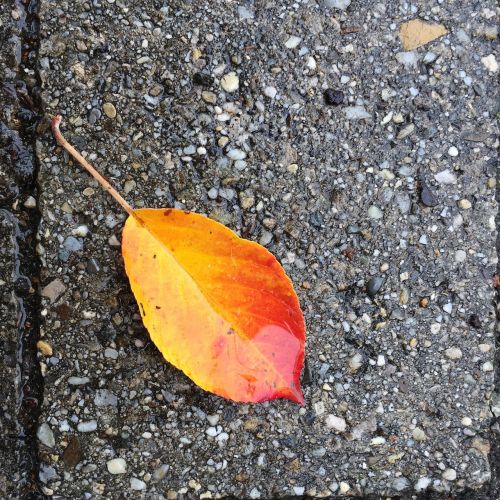 leaf autumn concrete