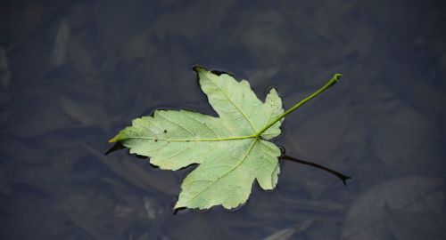 leaf water leaf on water