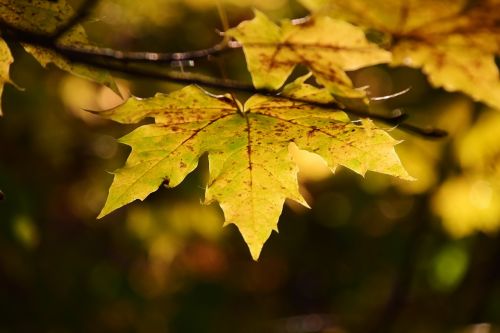 leaf maple leaf tree