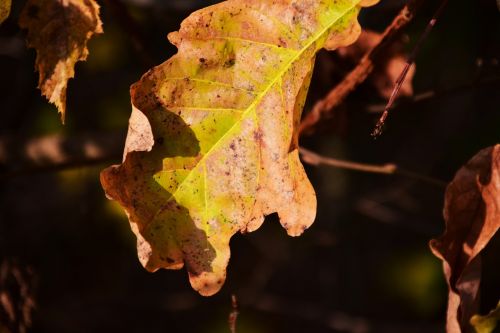 leaf autumn leaves