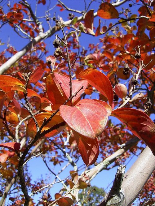 leaf leaves tree