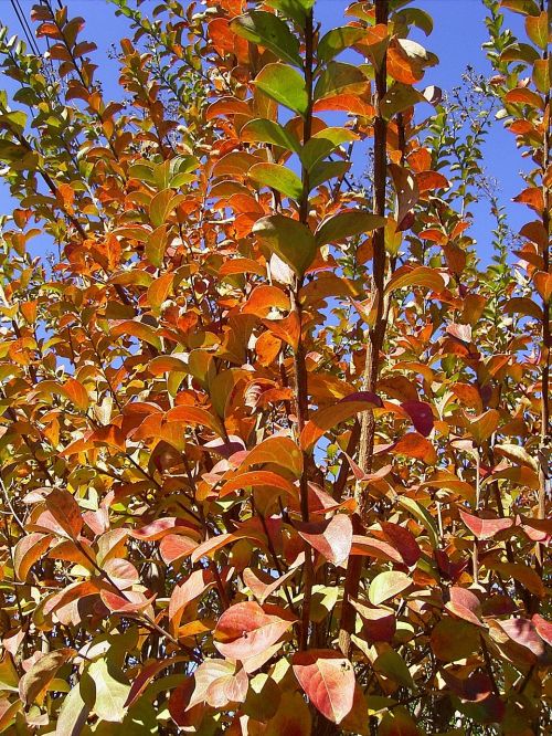 leaf leaves tree