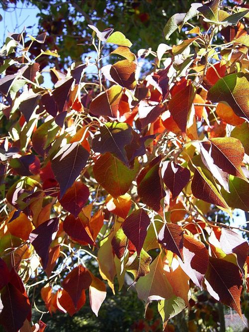 leaf leaves tree