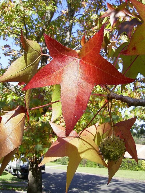 leaf leaves tree