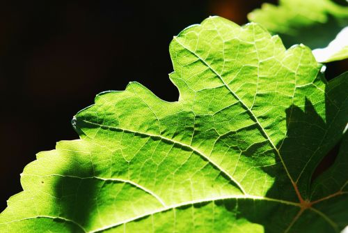 leaf green macro