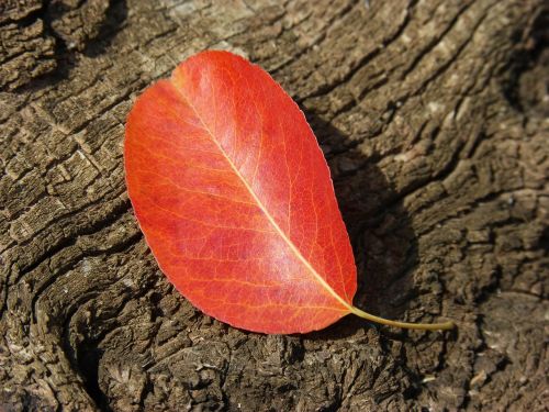 leaf red leaf autumn