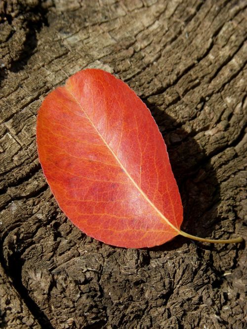 leaf red leaf autumn