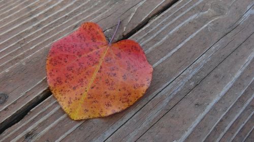 leaf autumn fall