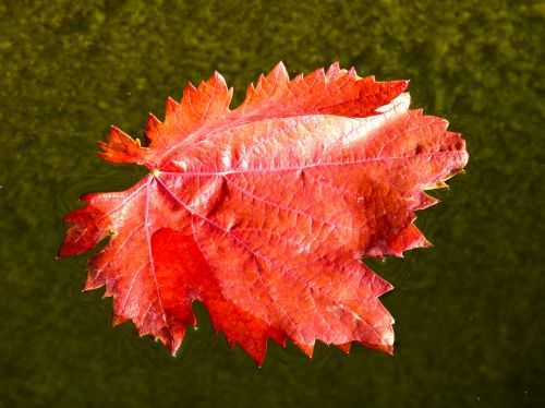 leaf red leaf vine leaf