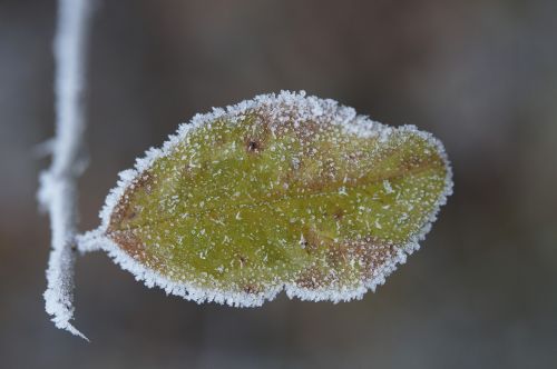 leaf frozen cold