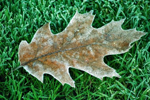 leaf winter oak tree