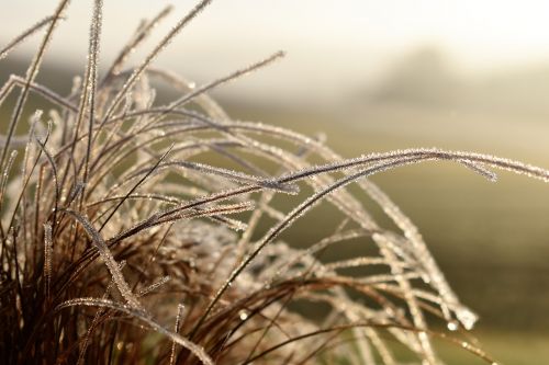 leaf grass frost