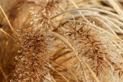 leaf grass frost