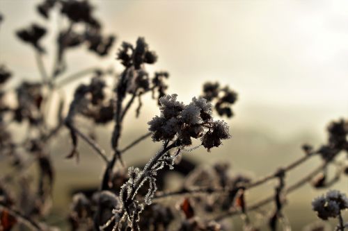 leaf grass frost