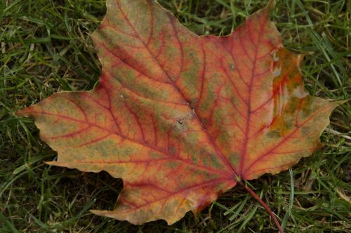 leaf leaves autumn