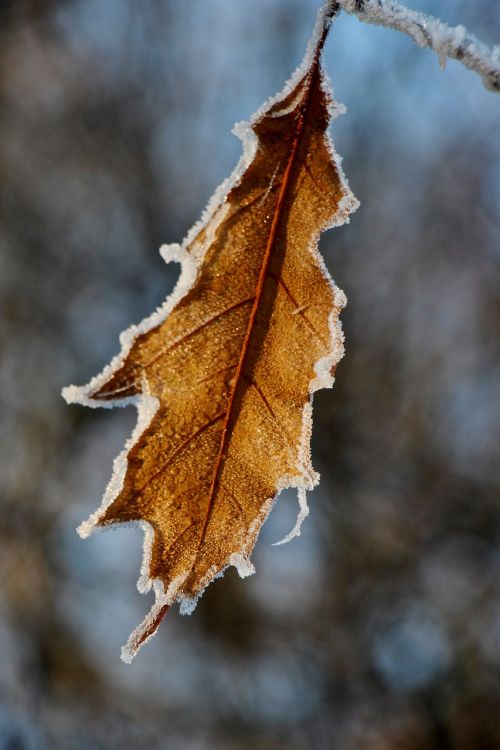 leaf frost nature