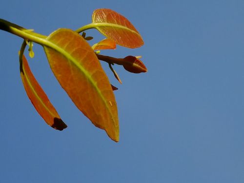 leaf sky nature