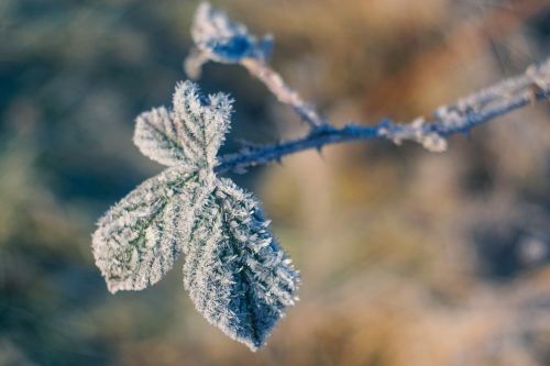 leaf frost winter