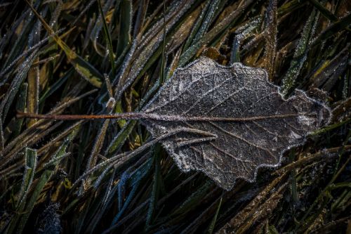 leaf hoarfrost frozen